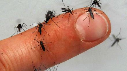Mücken auf einem Finger.