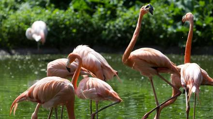 Der Umbau des Tierparks wird auf Sparflamme laufen - die Flamingos fühlen sich trotzdem wohl.