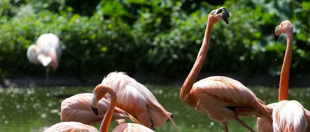 Flamingos.