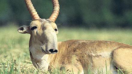 Eingebaute Klimaanlage. Die bucklige Nase hilft den Saiga-Antilopen, Atemluft anzuwärmen und abzukühlen. So kommt sie im extremen Wetter der Steppe zurecht. 