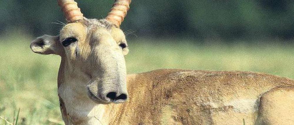 Eingebaute Klimaanlage. Die bucklige Nase hilft den Saiga-Antilopen, Atemluft anzuwärmen und abzukühlen. So kommt sie im extremen Wetter der Steppe zurecht.