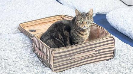 Katze auf Reisen? So nicht.