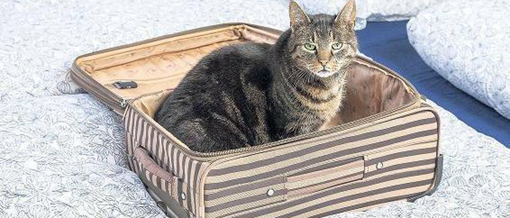 Katze auf Reisen? So nicht.