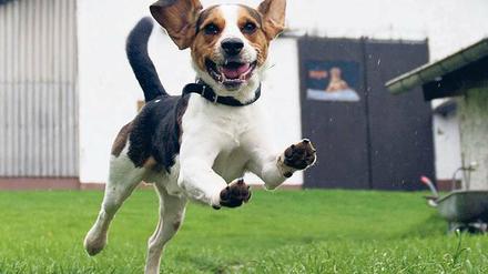 Ein springender kleiner, schwarz-weiß-braun gefleckter Hund
