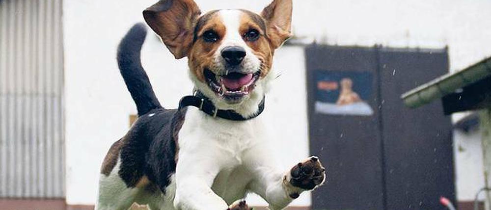 Ein springender kleiner, schwarz-weiß-braun gefleckter Hund
