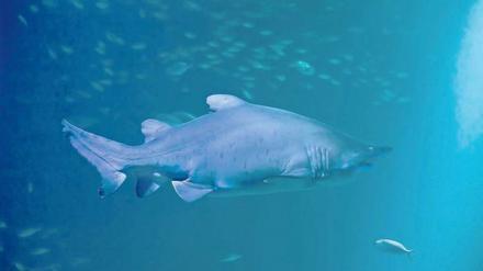 „Und der Haifisch, der hat Zähne...“ Und die hat natürlich auch die Berlinerin Niki, die heute im Stralsunder Ozeaneum ihre Bahnen zieht.