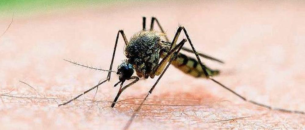 Die will bloß naschen. Stechmücken brauchen Eiweiß, um Eier zu produzieren. Das finden sie unter anderem im Blut des Menschen.