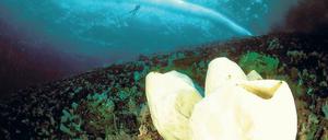 Ein Hauch von Ewigkeit. Der antarktische Riesenschwamm Scolymastra joubini kann bis zu 10 000 Jahre leben. Nach derzeitigem Wissensstand ist er das Tier, das am ältesten werden kann.