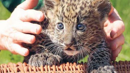 Foto: Geisler FotoPress