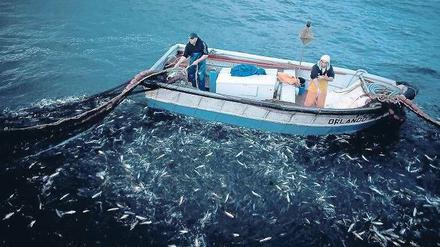 Danke für den Fisch. Knapp die Hälfte der Bestände im Atlantik – in dem diese Fischer vor Porto ihrer Arbeit nachgehen – gelten als bedroht, im Mittelmeer sind es sogar 80 Prozent. Mit neuen Regulierungen wollen EU-Parlament und -Kommission von 2015 an einen Erholungsprozess in Gang setzen. 