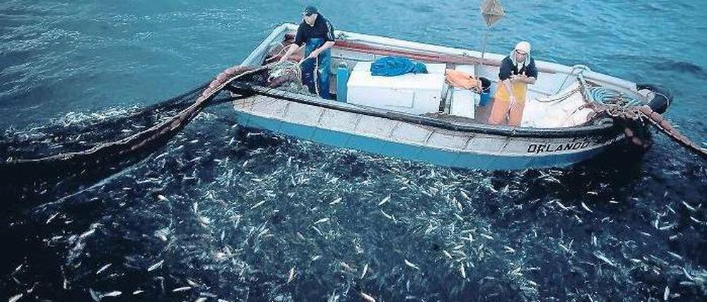 Danke für den Fisch. Knapp die Hälfte der Bestände im Atlantik – in dem diese Fischer vor Porto ihrer Arbeit nachgehen – gelten als bedroht, im Mittelmeer sind es sogar 80 Prozent. Mit neuen Regulierungen wollen EU-Parlament und -Kommission von 2015 an einen Erholungsprozess in Gang setzen. 