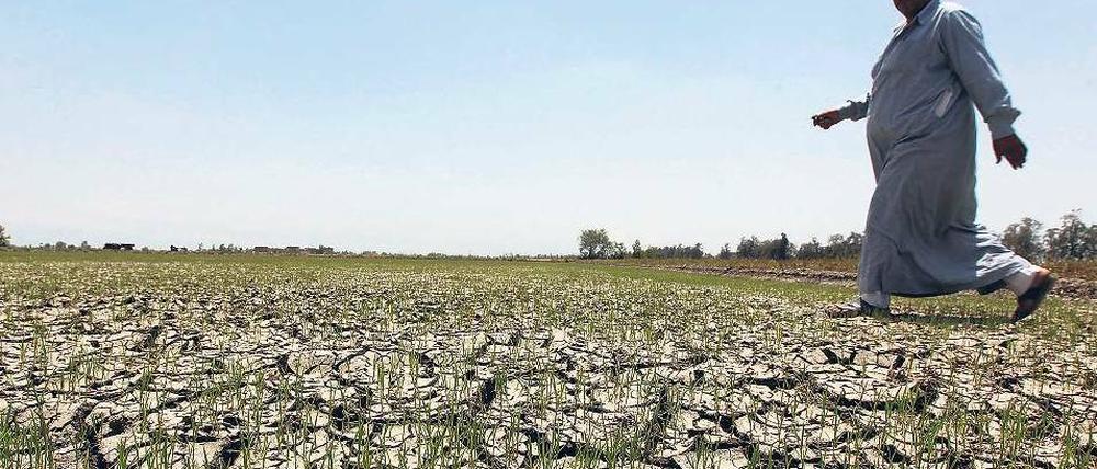 Ohne Wasser. Ein ägyptischer Bauer läuft über sein vertrocknetes Feld in El Dakahlya, das einst vom Nil bewässert wurde. Foto: Mohamed Abd El Ghany / Reuters