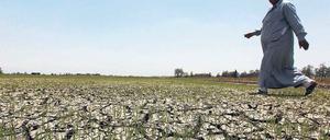 Ohne Wasser. Ein ägyptischer Bauer läuft über sein vertrocknetes Feld in El Dakahlya, das einst vom Nil bewässert wurde. Foto: Mohamed Abd El Ghany / Reuters