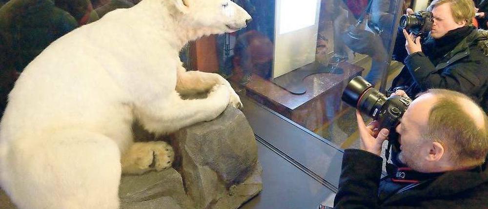 Ijsbeer Knut. Das Präparat, hier noch in Berlin, jetzt schon in NL.Foto: dpa