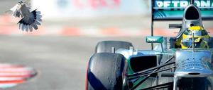 Taube oder Falke? Lange galt Nico Rosberg als zu weich für die Formel 1 – inzwischen hat er die Kritik mit schnellen Runden widerlegt.