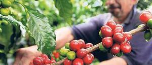 Kleinbauern sollen in Kolumbien künftig besonders gefördert werden. Foto: rtr