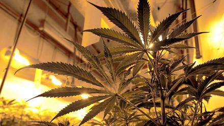 Illegale Cannabisplantagen werden oft durch ihren starken Geruch entdeckt - wie jetzt in einer Berliner Wohnung in Gesundbrunnen.