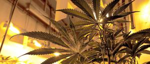 Illegale Cannabisplantagen werden oft durch ihren starken Geruch entdeckt - wie jetzt in einer Berliner Wohnung in Gesundbrunnen.