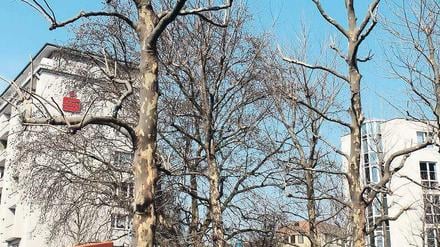 Nach dem starken Rückschnitt treiben die Platanen schnell wieder aus. Ob sie dadurch auf lange Sicht eher gestärkt oder geschwächt werden, ist umstritten. Mit stadtweit 26 000 Exemplaren sind Platanen die vierthäufigste Baumart an Berlins Straßen.