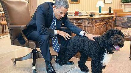 Streicheleinheitsfront. Wenn Hunde etwas fordern, ist Politik Nebensache. Foto: pa / dpa