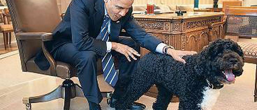 Streicheleinheitsfront. Wenn Hunde etwas fordern, ist Politik Nebensache. Foto: pa / dpa