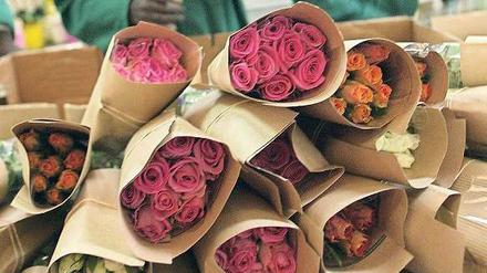 Marktfähig. 250 Millionen fair gehandelte Rosen wurden 2012 gekauft. 