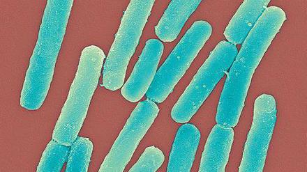 Nicht immer harmlos. Das Stäbchenbakterium Clostridium difficile ist ein unauffälliger Darmbewohner – nach Antibiotikabehandlung aber kann er sich ausbreiten. Foto: Mauritius