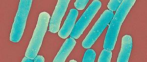 Nicht immer harmlos. Das Stäbchenbakterium Clostridium difficile ist ein unauffälliger Darmbewohner – nach Antibiotikabehandlung aber kann er sich ausbreiten. Foto: Mauritius