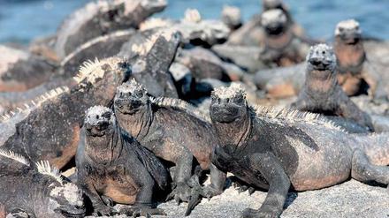 Was guckst du? Leguane sind auf den Galapagosinseln keine Sensation. Nur ist es immer wieder verblüffend, wie furchtlos alle Tiere sind – sie kennen den Menschen nicht als Feind.