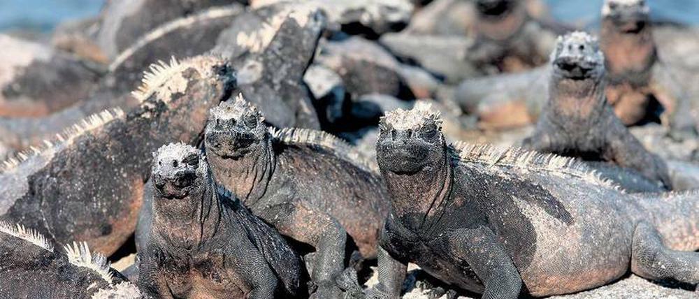 Was guckst du? Leguane sind auf den Galapagosinseln keine Sensation. Nur ist es immer wieder verblüffend, wie furchtlos alle Tiere sind – sie kennen den Menschen nicht als Feind.