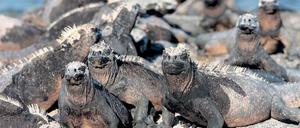 Was guckst du? Leguane sind auf den Galapagosinseln keine Sensation. Nur ist es immer wieder verblüffend, wie furchtlos alle Tiere sind – sie kennen den Menschen nicht als Feind.