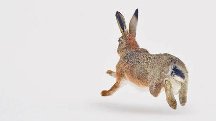 Der arme Osterhase. Manche stellen ihm ein warmes Nest hin, aber statt sich darin zu verkriechen, lässt er nur die Eier zurück. 