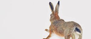 Der arme Osterhase. Manche stellen ihm ein warmes Nest hin, aber statt sich darin zu verkriechen, lässt er nur die Eier zurück. 