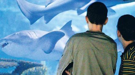 Mach mal blau. Wem es draußen zu frostig ist, der kann sich ja warme Gedanken beim Blick auf die prächtigen Fische im Zoo-Aquarium machen.