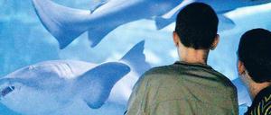 Mach mal blau. Wem es draußen zu frostig ist, der kann sich ja warme Gedanken beim Blick auf die prächtigen Fische im Zoo-Aquarium machen.