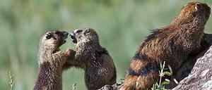 Früh übt sich. Junge Murmeltiere, die im Spiel dominieren, sind auch später ranghöher.