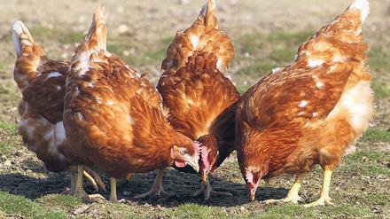 Hühnerglück. Etiketten auf den Kartons für Bio-Eier zeigen oft Hennen auf grüner Wiese. Was Natürlichkeit suggerieren soll, führt manchmal in die Irre.