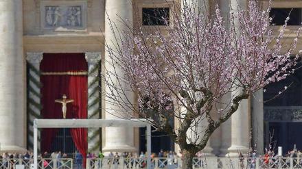 Vor dem Vatikan blüht der Kirschbaum. Von hier aus flog Papst Franziskus nach Castel Gandolfo, um seinen Amtsvorgänger zu besuchen.