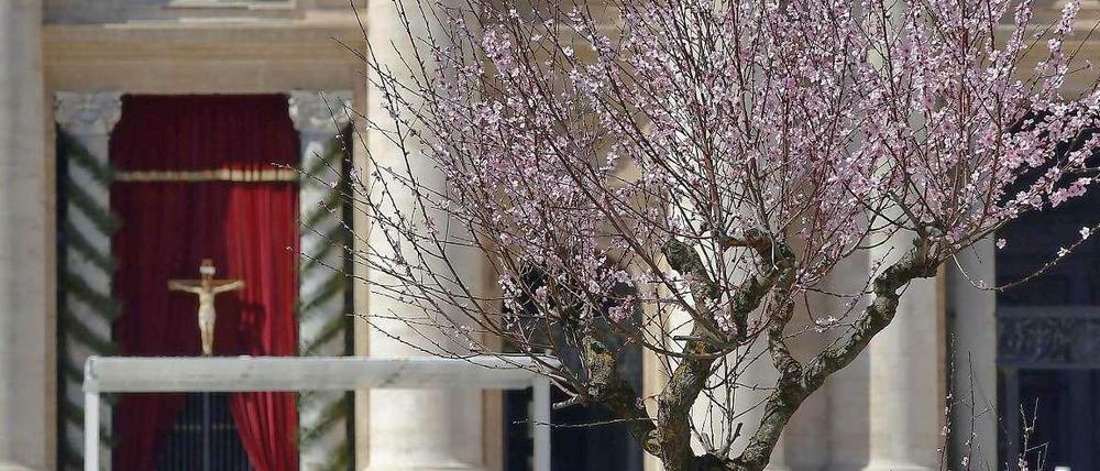 Vor dem Vatikan blüht der Kirschbaum. Von hier aus flog Papst Franziskus nach Castel Gandolfo, um seinen Amtsvorgänger zu besuchen.
