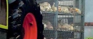 Traurige Fracht. Getötete Enten werden in einem Käfig weggebracht und entsorgt. In dem Betrieb, in dem sie lebten, war das Vogelgrippe-Virus nachgewiesen worden. 