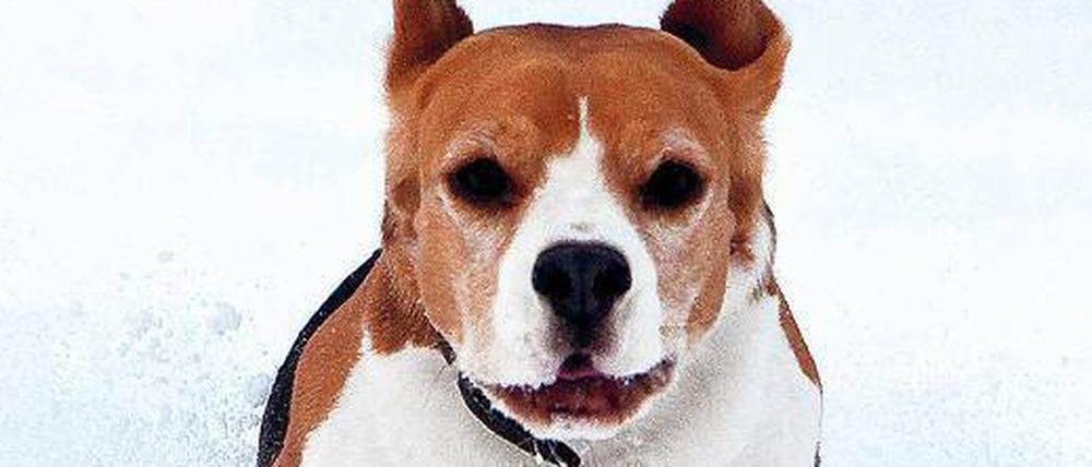 Tob’ dich mal aus. Hunde rennen gerne, aber in den Berliner Parks soll das nach dem Willen der Bezirke auch wohlerzogenen Tieren künftig untersagt sein.