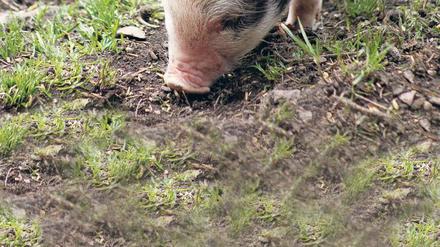 Komplett analoge Suchmaschinen: Trüffelschweine finden die echten Leckerbissen.