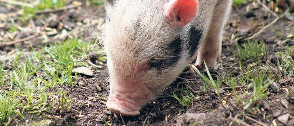 Komplett analoge Suchmaschinen: Trüffelschweine finden die echten Leckerbissen.