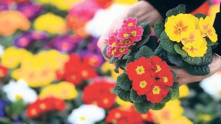Prima Primeln. Während die grauweiße Schneedecke langsam dünner wird, wächst in den Glashäusern der Gartenbaubetriebe bereits der Frühling heran. 