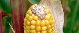 Gentechnisch veränderter Mais auf einem deutschen Versuchsfeld. In den USA werden Gentech-Pflanzen seit 20 Jahren angebaut. Anfangs sind tatsächlich weniger Pestizide eingesetzt worden. Doch je mehr Unkräuter und Schadinsekten gegen die eingesetzten Agrargifte resistent werden, desto mehr Gifte werden eingesetzt. 