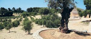 Knorrig und wenigstens 500 Jahre alt: der älteste Olivenbaum der Plantage Treurer.