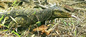 Harald Martenstein macht sich Sorgen, ob der Riesenwaran im Berliner Zoo auch gefüttert wird.