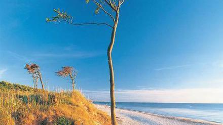 Am Darßer Weststrand werden eher selten Kamelle geworfen.