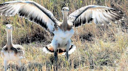 Startklar. Eine ausgewilderte junge Großtrappe bei Bad Belzig. Foto: dpa