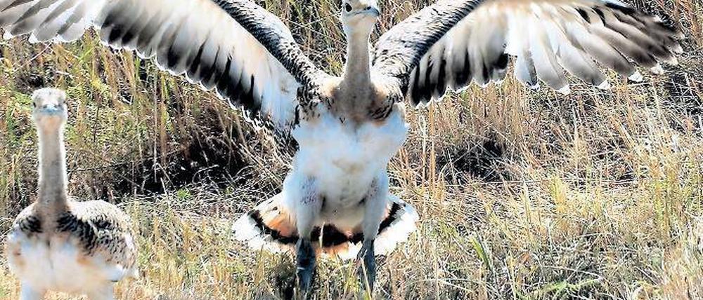 Startklar. Eine ausgewilderte junge Großtrappe bei Bad Belzig. Foto: dpa
